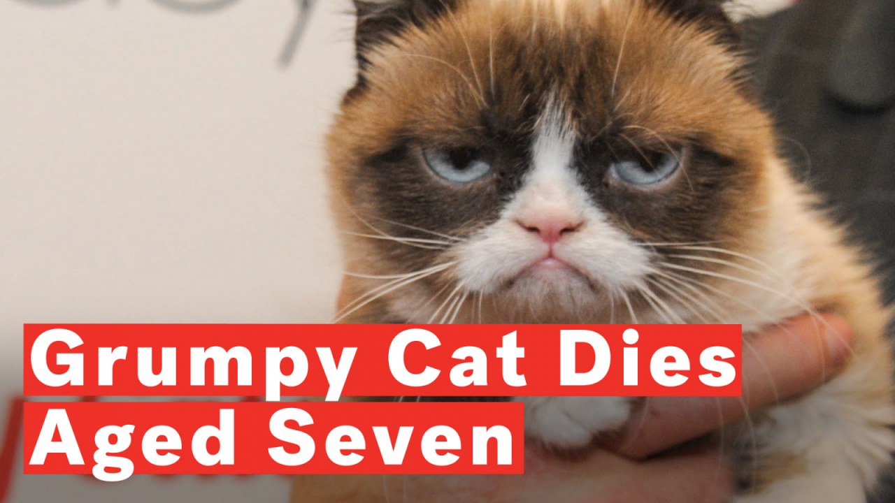 Is This The New Grumpy Cat